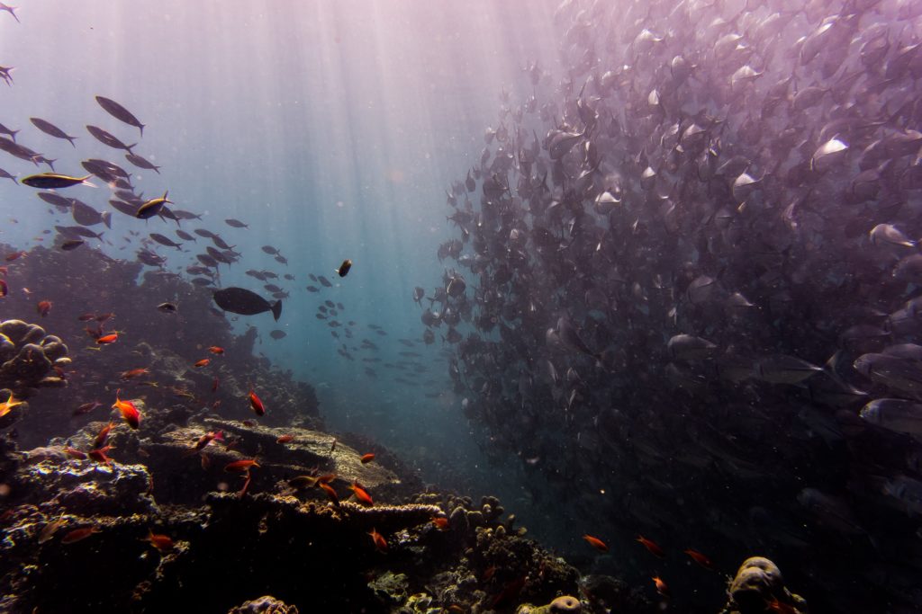 A coral reef illus